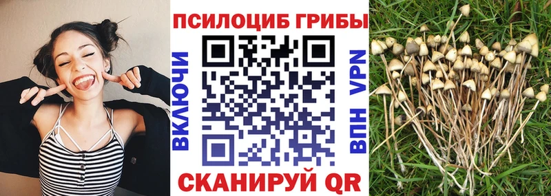 Купить  Усть-Лабинск  Псилоцибиновые грибы Psilocybe 